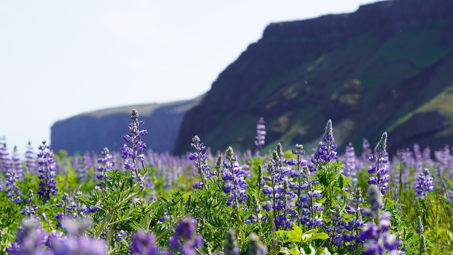 Lupine hero image