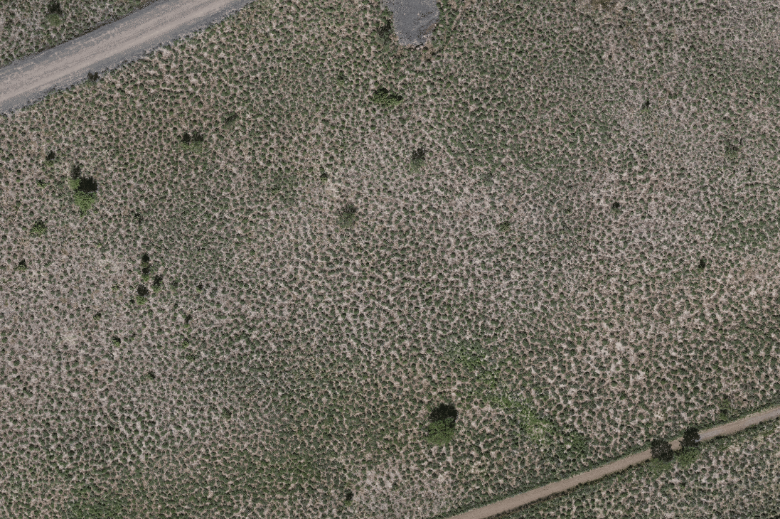Animated lupine phenology and coverage